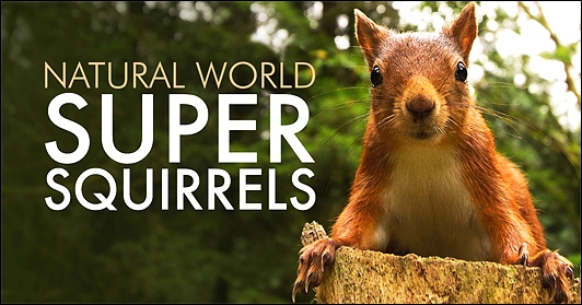 Stiahni si Dokument Svět přírody - Tajemství veverek / Super Squirrels (2018)(CZ)[TvRip][1080p] = CSFD 87%