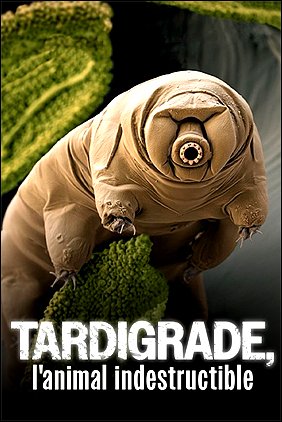 Stiahni si Dokument Želvušky: Nezničitelní tvorové / Tardigrade, l'animal indestructible (2025)(CZ)[TvRip][1080p] = CSFD 50%