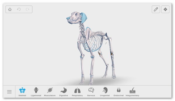 Stiahni si Mobil, PDA Complete Canine 3D - anatomy 1.73 build 29 [Premium]