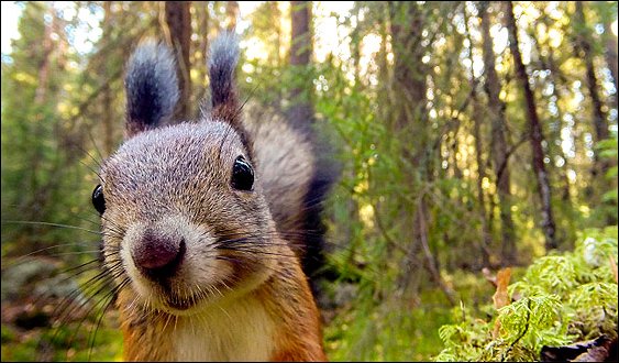 Stiahni si Dokument Lesní hrdinové / Metsän selviytyjät (2018)(CZ)[1080p][TvRip] = CSFD 85%