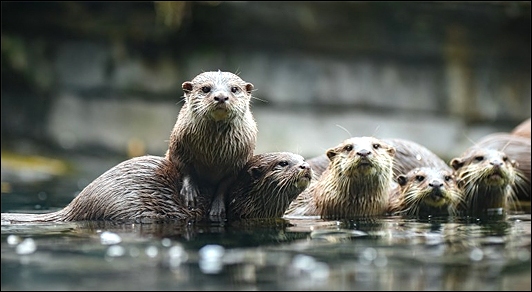 Stiahni si Dokument Návrat vydry / De otter: een legende keert terug (2021)(CZ)[1080p][TvRip] = CSFD 74%