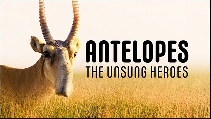 Stiahni si Dokument Království antilop / Antelope: Unsung Heroes of the Plains (2022)(CZ)[TvRip][1080p] = CSFD 50%