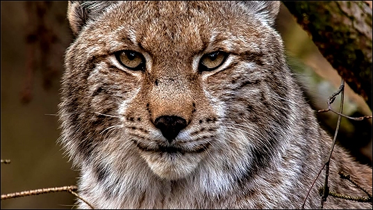 Stiahni si Dokument Kouzelné hory v srdci Německa / Der Harz - Im Wald der Luchse (2020)(CZ)[TvRip][1080p] = CSFD 86%