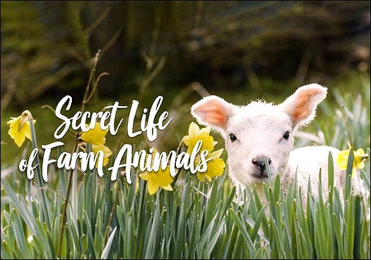 Stiahni si Dokument Tajný život na farmě  / Secret Life of Farm Animals (2018)(CZ)[WEBRip][720p] = CSFD 85%