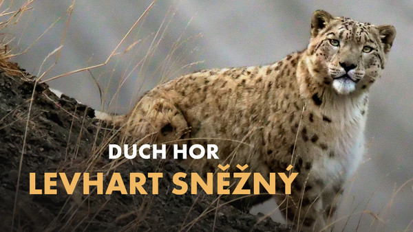 Stiahni si Dokument Duch hor - levhart sněžný / Spirit of the Mountains - The Snow Leopard (2022)(CZ)[1080p][WEB-DL]  = CSFD 80%