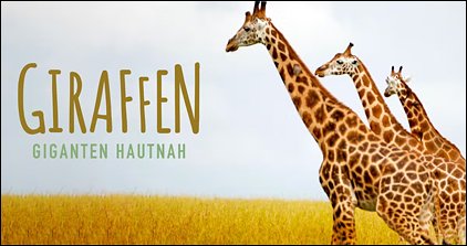 Stiahni si Dokument Žirafa: africký obr / Giraffen - Giganten hautnah (2016)(CZ)[WebDL][1080p] = CSFD 79%