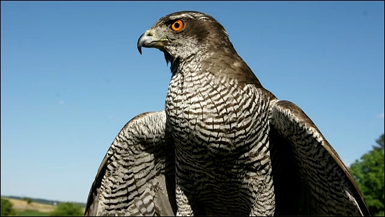 Stiahni si Dokument Nebeští lovci: Jestřábi, káně a orli / Jäger der Lüfte - Habichte, Bussarde und Adler (2017)(CZ)[TvRip][1080p]