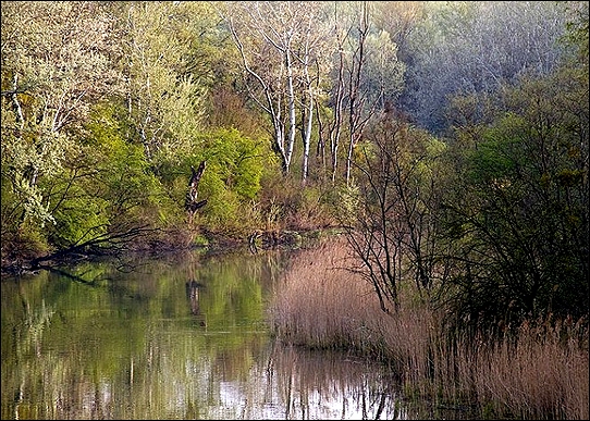 Stiahni si Dokument Tajemství zaplaveného lesa: Národní park Dunaj / Universum: Wildnis am Strom - Nationalpark Donau-Auen (2010)(CZ)[TvRip] = CSFD 88%